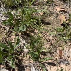 Hackelia suaveolens at Illilanga & Baroona - 13 Jan 2024