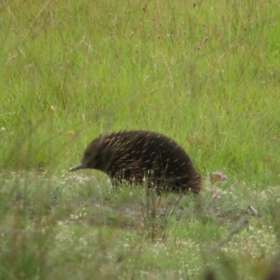 Tachyglossus aculeatus (Short-beaked Echidna) at Mulligans Flat - 15 Feb 2024 by Christine