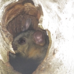 Trichosurus vulpecula (Common Brushtail Possum) at Mulligans Flat - 15 Feb 2024 by Christine