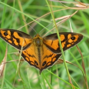 Heteronympha penelope at Mulligans Flat - 15 Feb 2024 11:27 AM