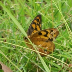 Heteronympha penelope at Mulligans Flat - 15 Feb 2024 11:27 AM