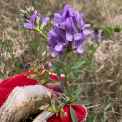 Medicago sativa (Lucerne, Alfalfa) at Illilanga & Baroona - 11 Dec 2023 by Illilanga