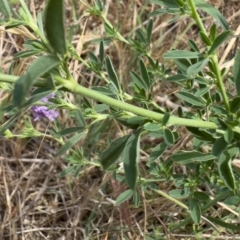 Medicago sativa at Illilanga & Baroona - 11 Dec 2023 11:55 AM
