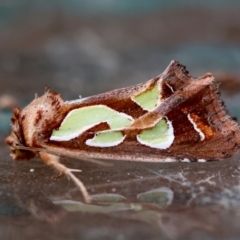 Cosmodes elegans (Green Blotched Moth) at Moruya, NSW - 15 Feb 2024 by LisaH