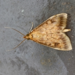 Ostrinia furnacalis (Asian Corn Borer) at Moruya, NSW - 14 Feb 2024 by LisaH