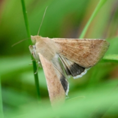 Helicoverpa punctigera (Native Budworm) at Moruya, NSW - 15 Feb 2024 by LisaH