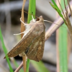 Mythimna (Pseudaletia) convecta (Common Armyworm) at Moruya, NSW - 15 Feb 2024 by LisaH