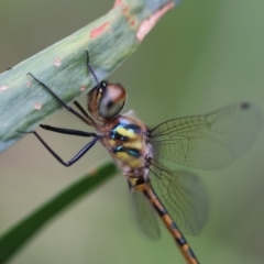 Hemicordulia australiae (Australian Emerald) at Moruya, NSW - 15 Feb 2024 by LisaH