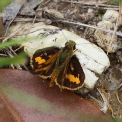 Ocybadistes walkeri at Moruya, NSW - 15 Feb 2024 by LisaH