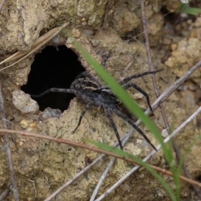 Unidentified Spider (Araneae) at Moruya, NSW - 15 Feb 2024 by LisaH