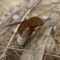 Mandella (genus) at Moruya, NSW - suppressed