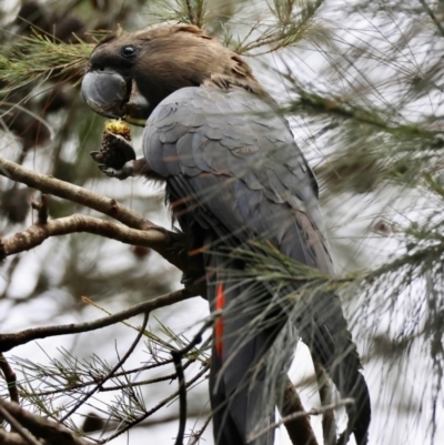 Calyptorhynchus lathami (Glossy Black-Cockatoo) at Moruya, NSW - 15 Feb 2024 by LisaH