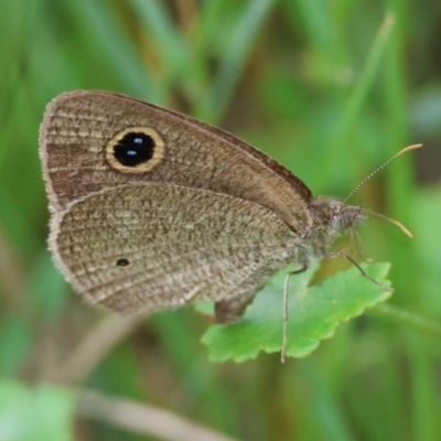 Ypthima arctous (Dusky Knight) at Moruya, NSW - 15 Feb 2024 by LisaH