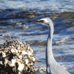 Egretta novaehollandiae (White-faced Heron) at Seaforth, NSW - 9 Mar 2023 by YumiCallaway