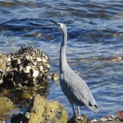 Egretta novaehollandiae at Seaforth, NSW - 9 Mar 2023