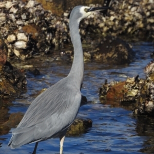 Egretta novaehollandiae at Seaforth, NSW - 9 Mar 2023