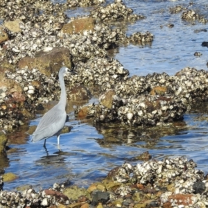 Egretta novaehollandiae at Seaforth, NSW - 9 Mar 2023