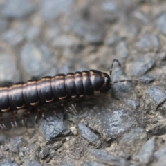 Paradoxosomatidae sp. (family) by LisaH