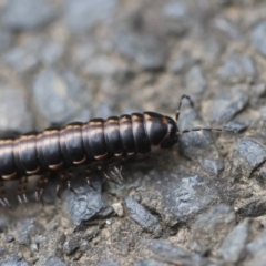 Unidentified Millipede (Diplopoda) at Moruya, NSW - 14 Feb 2024 by LisaH