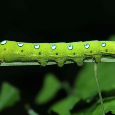 Theretra celata (A Hawk moth (Macroglossinae)) at Capalaba, QLD - 10 Feb 2024 by TimL