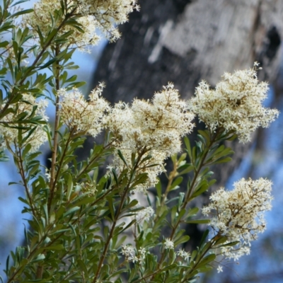 Bursaria spinosa subsp. lasiophylla (Australian Blackthorn) at Kosciuszko National Park - 15 Feb 2024 by MB