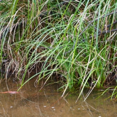 Carex sp. (A Sedge) at Kosciuszko National Park - 14 Feb 2024 by MB