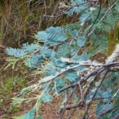 Acacia dealbata (Silver Wattle) at Kosciuszko National Park - 14 Feb 2024 by MB
