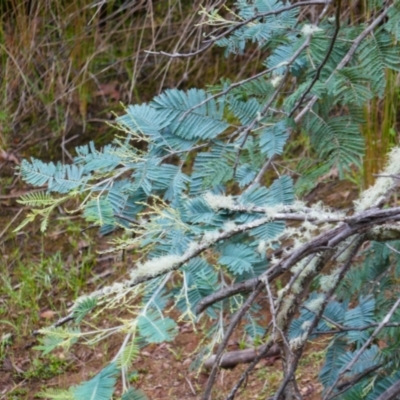 Acacia dealbata (Silver Wattle) at Kosciuszko National Park - 14 Feb 2024 by MB