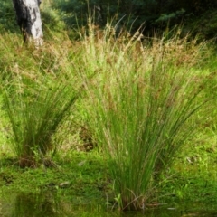 Juncus sp. (A Rush) at Kosciuszko National Park - 14 Feb 2024 by MB