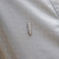Ericrypsina chorodoxa (A Chezela group moth) at Kosciuszko National Park - 14 Feb 2024 by MB