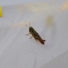 Praxibulus sp. (genus) (A grasshopper) at Kosciuszko National Park - 14 Feb 2024 by MB