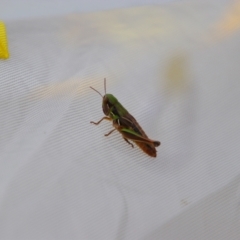 Praxibulus sp. (genus) (A grasshopper) at Kosciuszko National Park - 15 Feb 2024 by MB