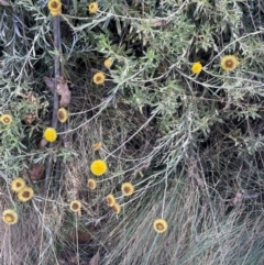 Coronidium monticola (Mountain Button Everlasting) at Namadgi National Park - 14 Feb 2024 by JaneR