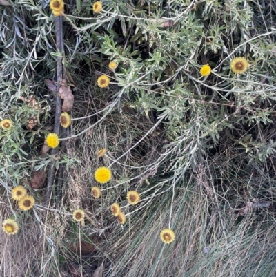 Coronidium monticola (Mountain Button Everlasting) at Namadgi National Park - 14 Feb 2024 by JaneR