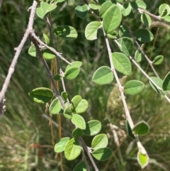 Cotoneaster pannosus (Cotoneaster) at Brindabella National Park - 14 Feb 2024 by JaneR