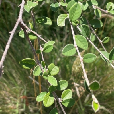 Cotoneaster pannosus (Cotoneaster) at Uriarra, NSW - 14 Feb 2024 by JaneR