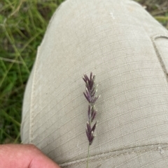 Eragrostis elongata (Clustered Lovegrass) at Gundaroo, NSW - 15 Feb 2024 by JT1997