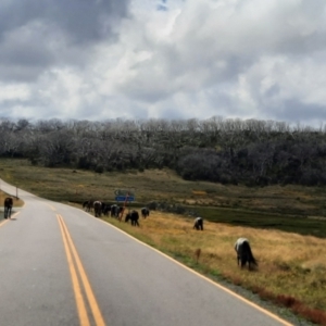 Equus caballus at Kosciuszko National Park - suppressed