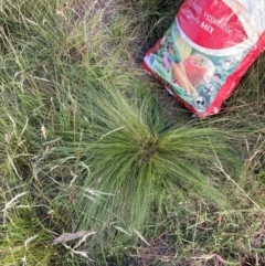 Nassella trichotoma (Serrated Tussock) at Mount Majura - 15 Feb 2024 by waltraud