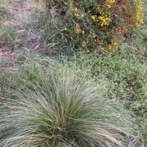 Nassella trichotoma at Mount Majura - 15 Feb 2024