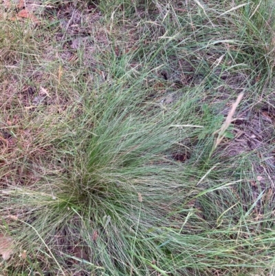 Nassella trichotoma (Serrated Tussock) at Watson, ACT - 15 Feb 2024 by waltraud