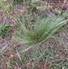 Nassella trichotoma (Serrated Tussock) at Watson, ACT - 15 Feb 2024 by waltraud