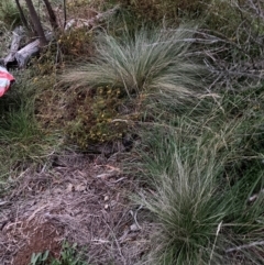 Nassella trichotoma (Serrated Tussock) at Watson, ACT - 15 Feb 2024 by waltraud