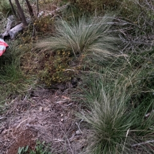 Nassella trichotoma at Mount Majura - 15 Feb 2024