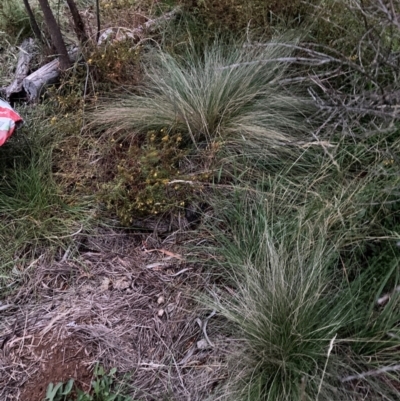 Nassella trichotoma (Serrated Tussock) at The Fair, Watson - 15 Feb 2024 by waltraud