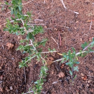 Lycium ferocissimum at Mount Majura - 15 Feb 2024