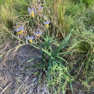 Dianella sp. aff. longifolia (Benambra) at Mount Majura - 15 Feb 2024 06:38 PM