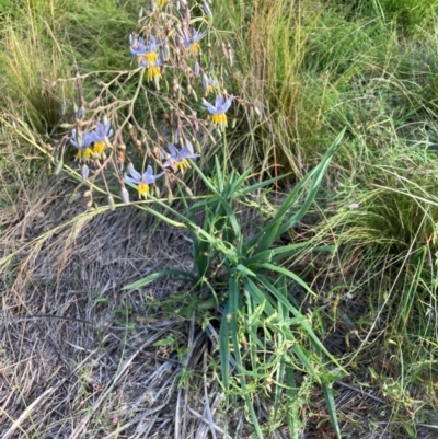 Dianella sp. aff. longifolia (Benambra) (Pale Flax Lily, Blue Flax Lily) at Mount Majura - 15 Feb 2024 by waltraud