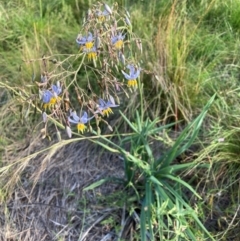 Dianella sp. aff. longifolia (Benambra) at Mount Majura - 15 Feb 2024 06:38 PM