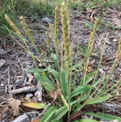 Plantago varia (Native Plaintain) at Watson, ACT - 15 Feb 2024 by waltraud